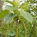 Populus x canadensis 'Aurora' P18